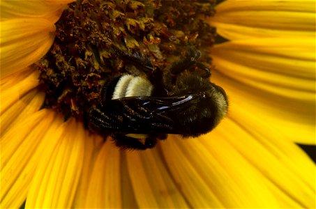 American bumblebee (Apidae, Bombus pensylvanicus) photo