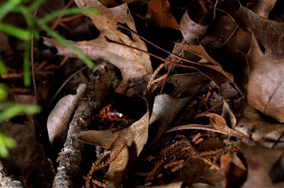 Blue-winged Wasp (Scoliidae, Scolia dubia)