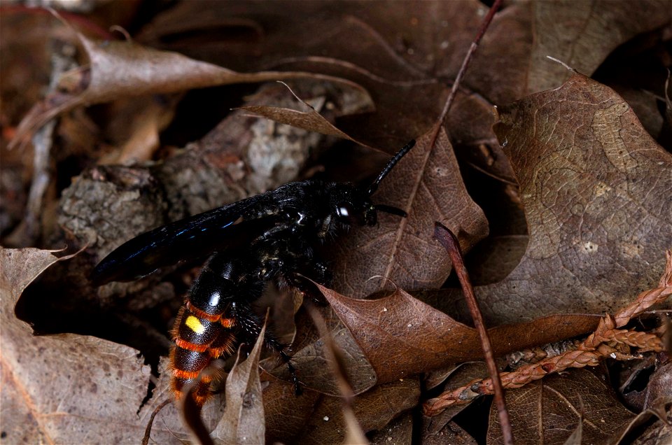 Blue-winged Wasp (Scoliidae, Scolia dubia)