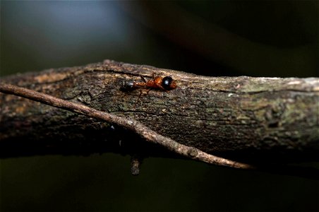 Elongate Twig Ant (Pseudomyrmecinae, Pseudomyrmex gracilis) photo