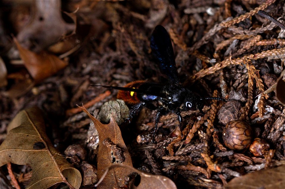 Blue-winged Wasp (Scoliidae, Scolia dubia)