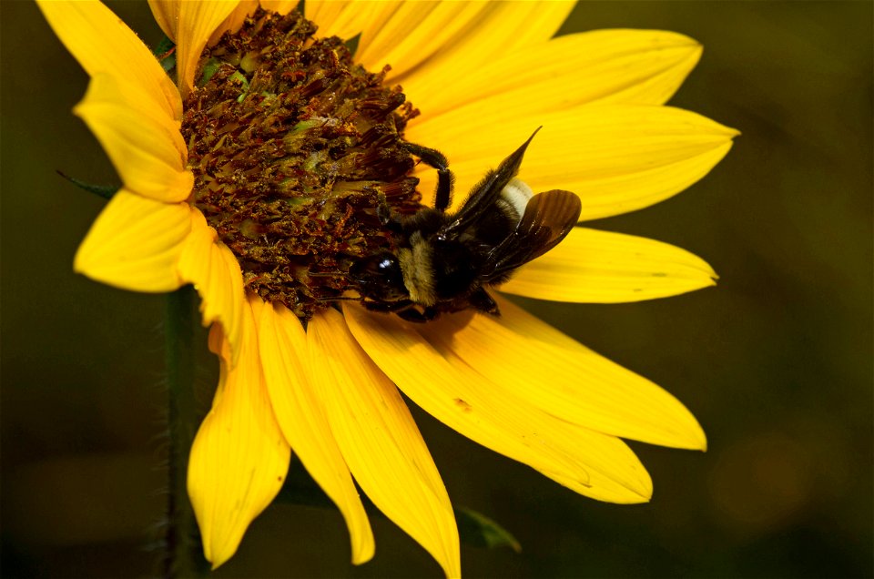 American bumblebee (Apidae, Bombus pensylvanicus) photo