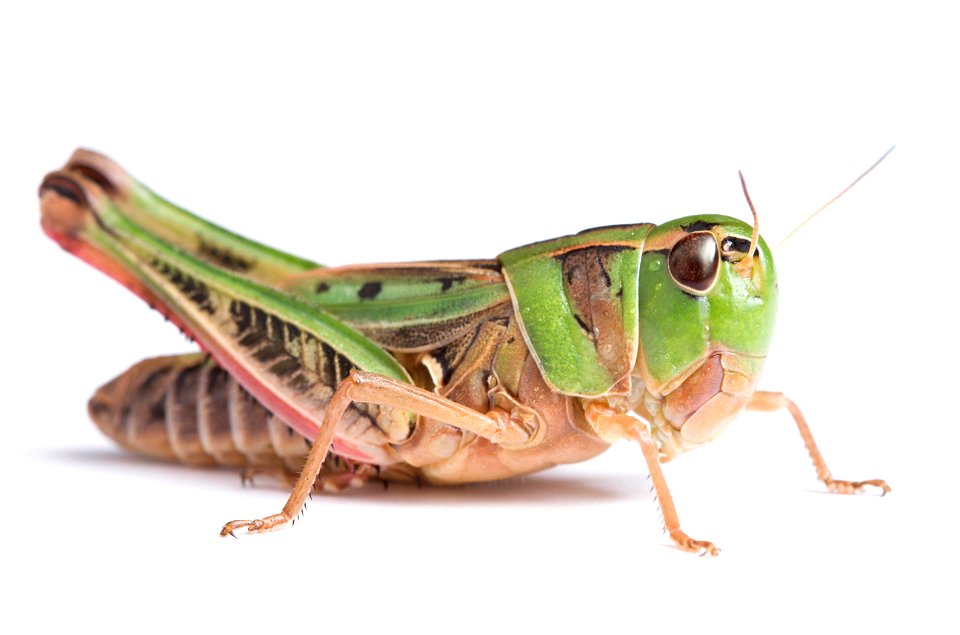 Boopie (Acrididae, Boopedon sp.)