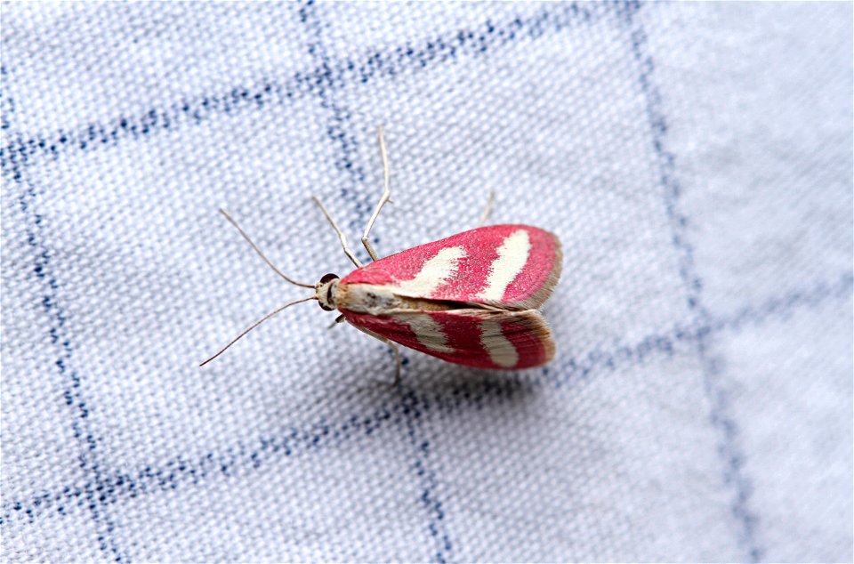 Crambid snout moth (Crambidae, Noctueliopsis rhodoxanthinalis)