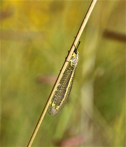 Antlion (Neuroptera, Myrmeleontidae)