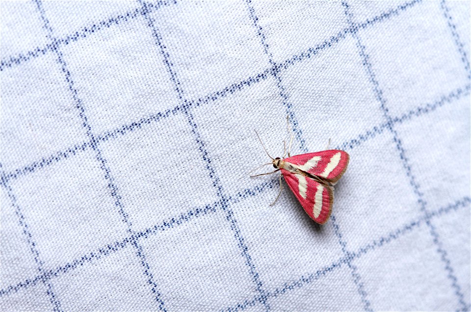 Crambid snout moth (Crambidae, Noctueliopsis rhodoxanthinalis)
