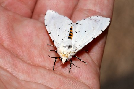 Salt Marsh Moth (Erebidae, Estigmene acrea) photo