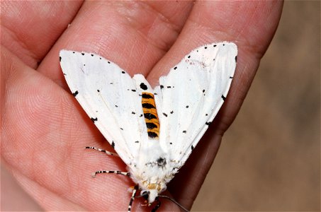 Salt Marsh Moth (Erebidae, Estigmene acrea)