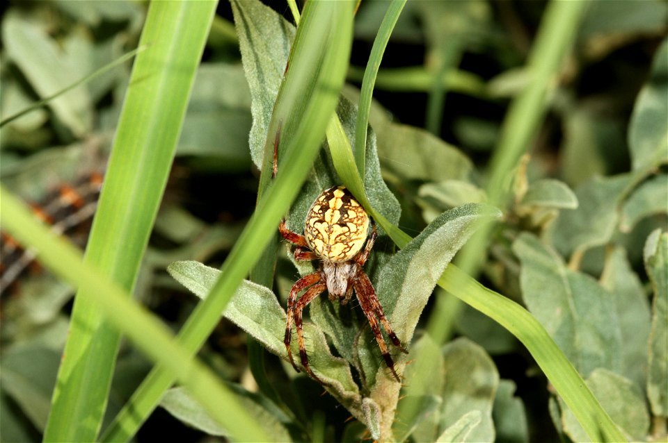Orbweaver (Araneidae)