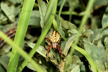 Orbweaver (Araneidae)