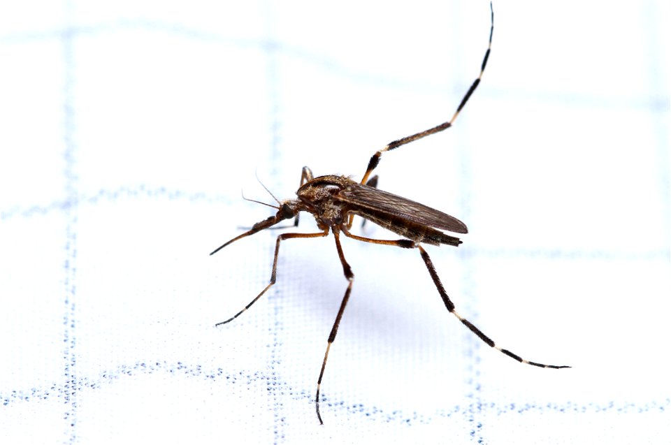 Gallinipper (Culicidae, Psorophora ciliata)