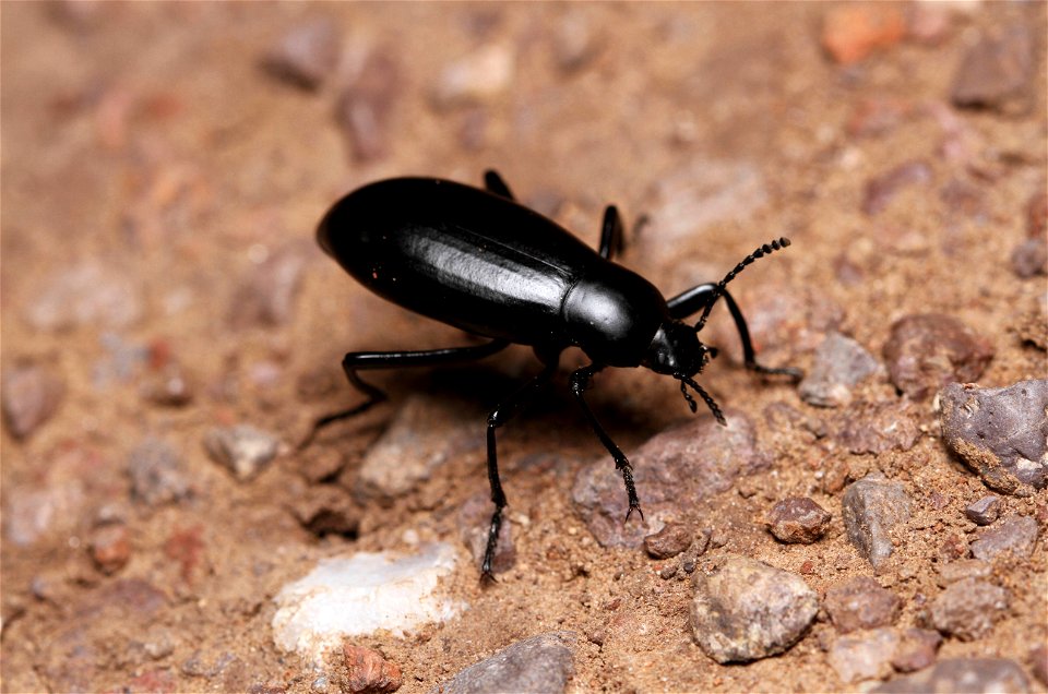 Darkling beetle (Tenebrionidae, Eleodes sp.)