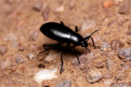 Darkling beetle (Tenebrionidae, Eleodes sp.) photo