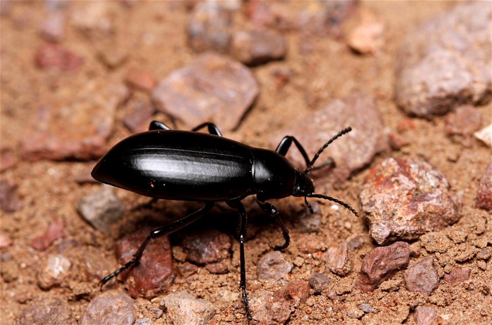 Darkling beetle (Tenebrionidae, Eleodes sp.)