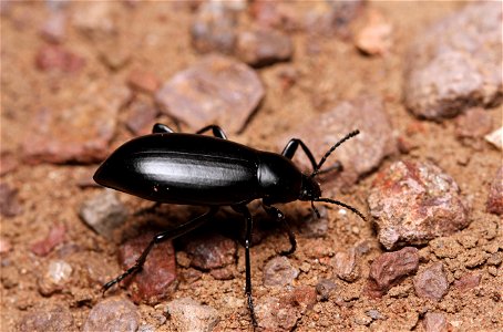 Darkling beetle (Tenebrionidae, Eleodes sp.) photo