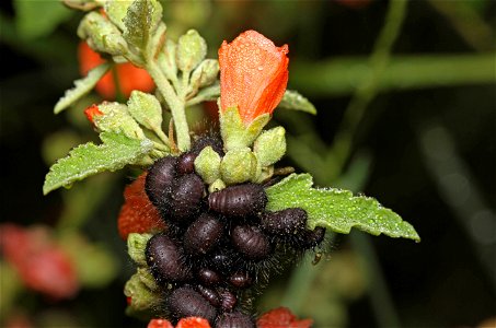 Sawfly larvae on globemallow (Symphyta)