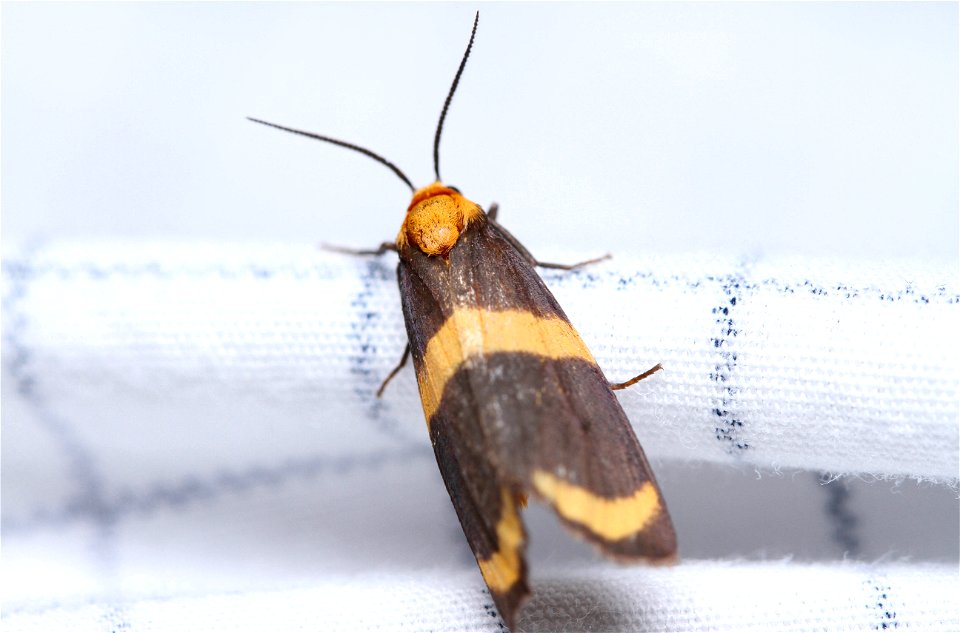 Arid Eudesmia Moth (Erebidae, Eudesmia arida)