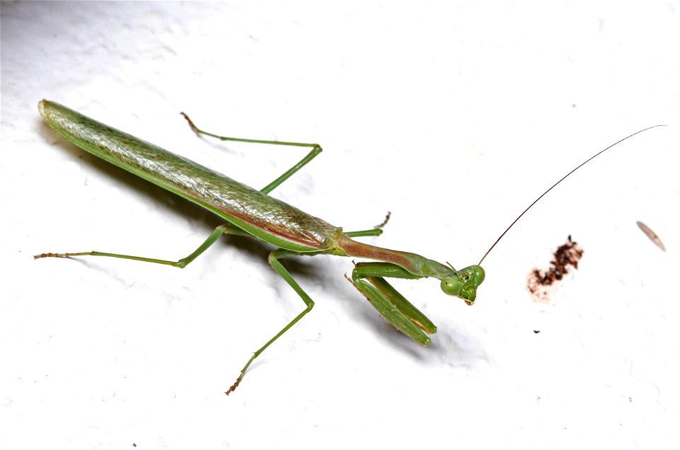Praying mantis (Mantidae)