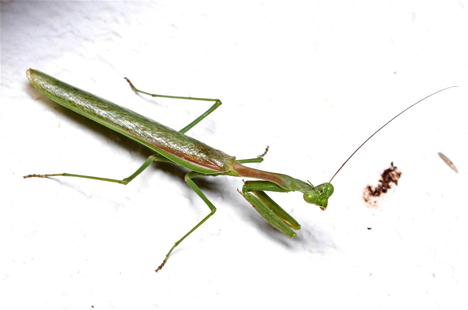 Praying mantis (Mantidae) photo