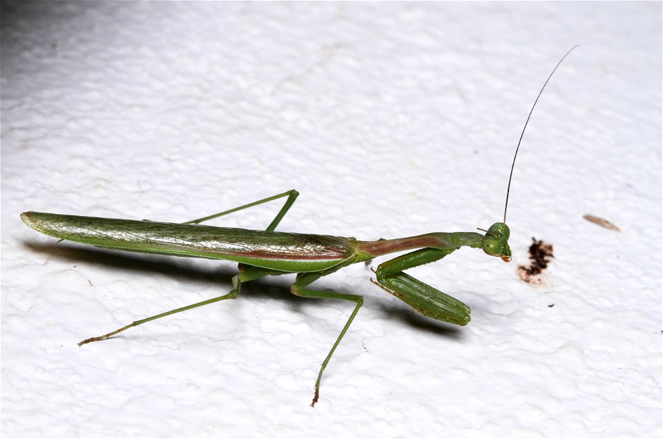 Praying mantis (Mantidae)