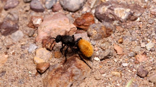 Velvet ant, female (Mutillidae)