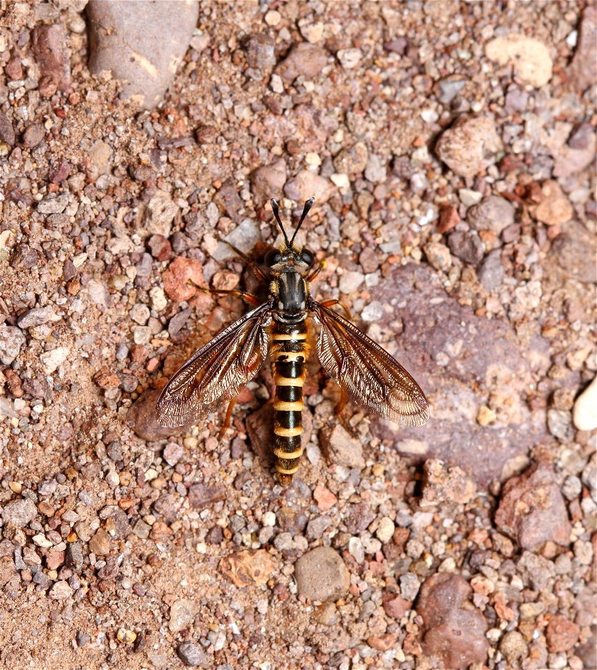 Mydas fly (Mydidae)