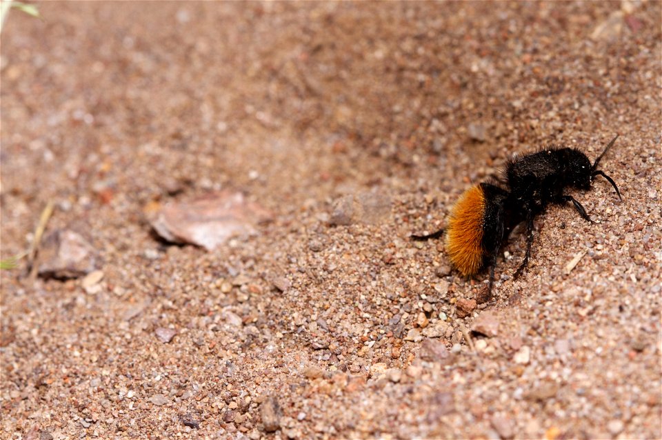 Velvet ant, female (Mutillidae)