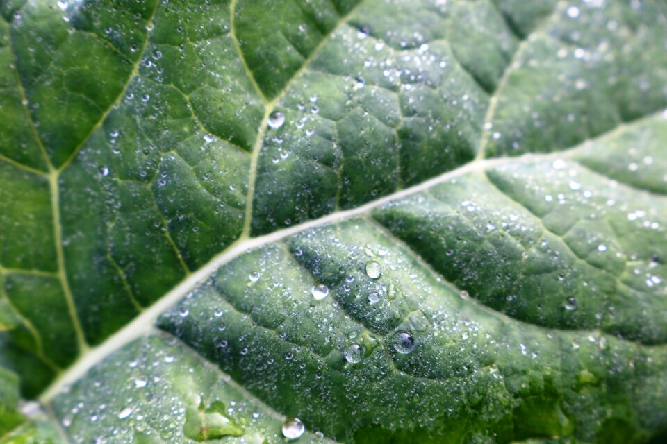 Wet green freshness