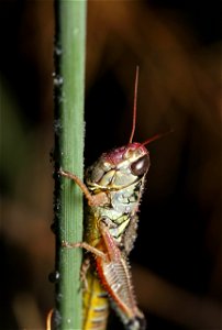 Short-horned grasshopper (Acrididae) photo