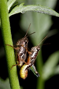 Short-horned grasshoppers (Acrididae) photo