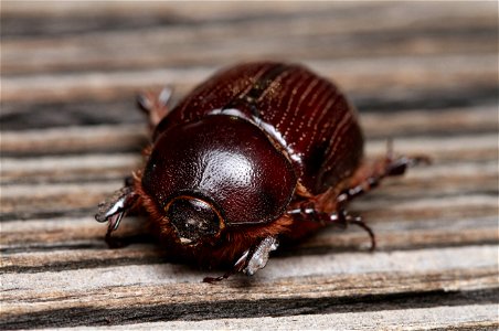 Rhinoceros beetle (Scarabaeidae, Dynastinae) photo