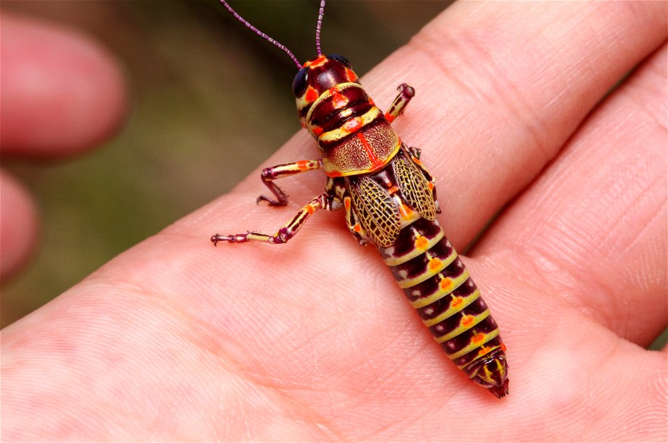 Rainbow Grasshopper (Acrididae, Dactylotum bicolor)