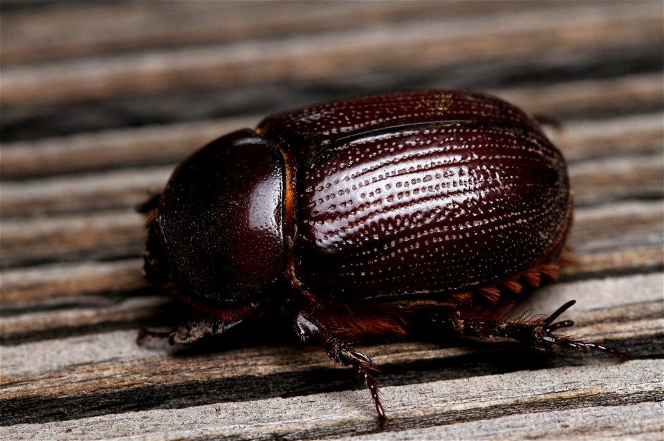 Rhinoceros beetle (Scarabaeidae, Dynastinae)