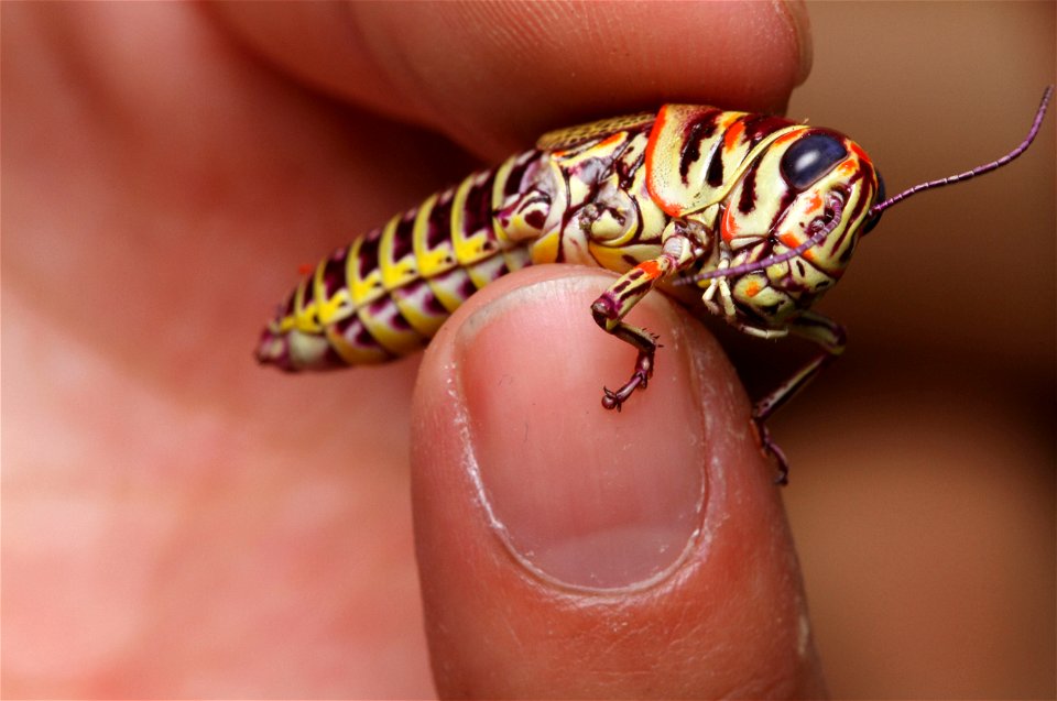 Rainbow Grasshopper (Acrididae, Dactylotum bicolor)