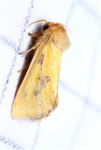 Owlet moth (Noctuidae)