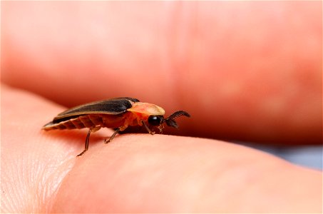 Firefly (Lampyridae, Pleotomus sp.)