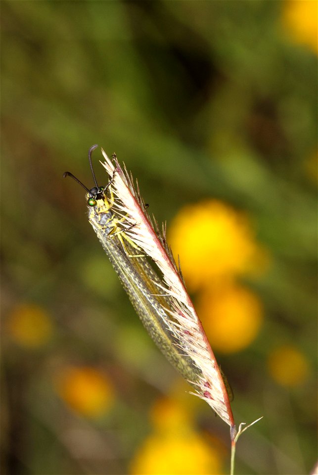 Antlion (Neuroptera, Myrmeleontidae)