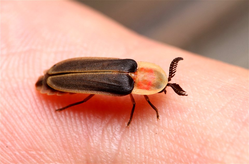 Firefly (Lampyridae, Pleotomus sp.)