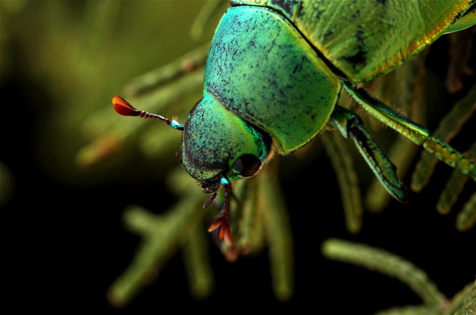 Wood's Jewel Scarab (Scarabaeidae, Chrysina woodi)