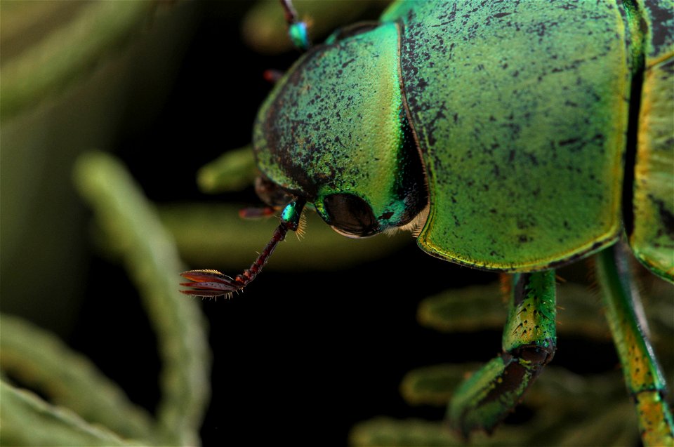 Wood's Jewel Scarab (Scarabaeidae, Chrysina woodi)