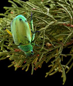 Wood's Jewel Scarab (Scarabaeidae, Chrysina woodi)
