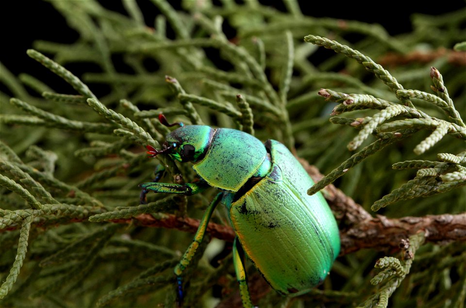Wood's Jewel Scarab (Scarabaeidae, Chrysina woodi)