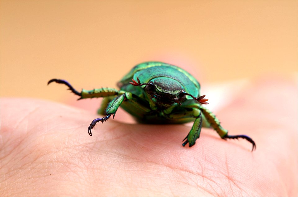 Wood's Jewel Scarab (Scarabaeidae, Chrysina woodi)