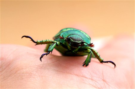 Wood's Jewel Scarab (Scarabaeidae, Chrysina woodi)