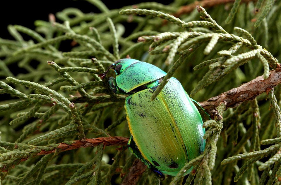 Wood's Jewel Scarab (Scarabaeidae, Chrysina woodi)