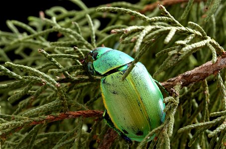 Wood's Jewel Scarab (Scarabaeidae, Chrysina woodi)