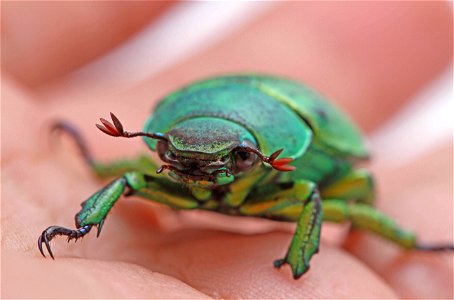 Wood's Jewel Scarab (Scarabaeidae, Chrysina woodi) photo