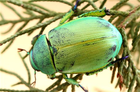 Wood's Jewel Scarab (Scarabaeidae, Chrysina woodi) photo