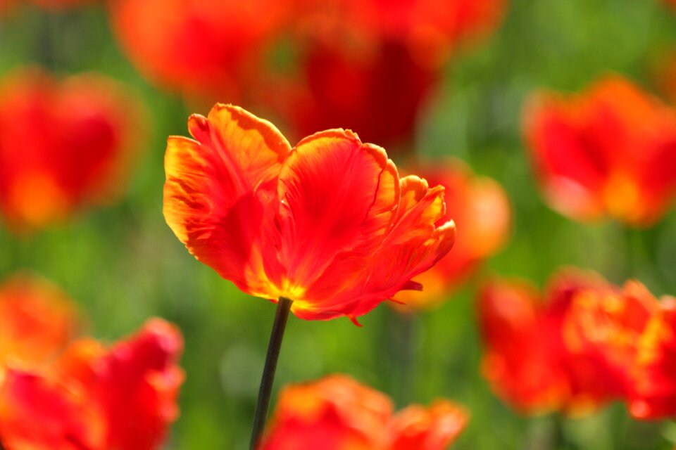Flower spring beauty