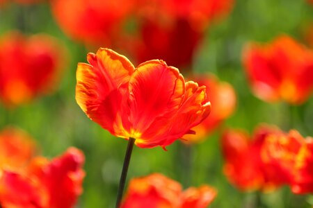 Flower spring beauty